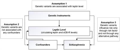 Examining the Causal Inference of Leptin and Soluble Plasma Leptin Receptor Levels on Schizophrenia: A Mendelian Randomization Study